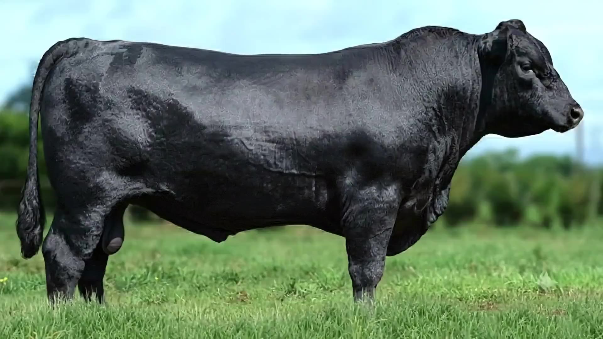 Touro Aberdeen Angus